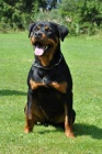 Rottweiler - tata s prkazem pvodu