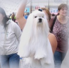 Malt�z��ek (Malt�zsk� ps�k)-luxusn� �t���tka s PP