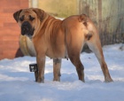 boerboel- bursk buldok....