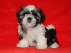 Shih-tzu, i-tzu ttka s PP