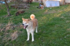 �t���tka AKITA-INU