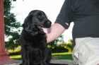 Flat coated retriever