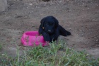 tn Flat Coated Retriever/Retrvr