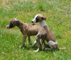 vipet, whippet