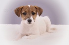 Jack Russell terir