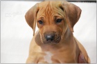 Rhodesian Ridgeback / Rhodsk