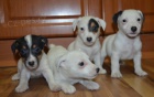 ttka jack russell terier