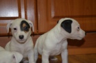 ttka jack russell terier