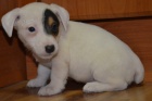ttka jack russell terier