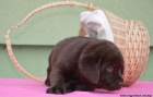 Labrador retriver okoldov s PP (pejsci)