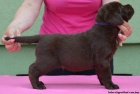 Labrador retriver okoldov s PP (pejsci)