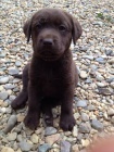 Labradorsk retriever s PP