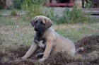 Kangal (registrovan anatolsk pasteveck pes)