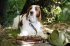 Welsh Springer Spaniel - tata