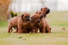 Rhodsk ridgeback tata s PP