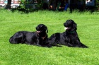 Flat coated retriever s PP