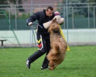 Briard , tata s PP