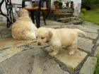Prod�m �t��ata Golden Retrievra