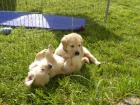 Prod�m �t��ata Golden Retrievra