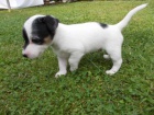 tata Jack russell terir
