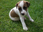 tata Jack russell terir