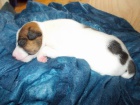 tata Jack russell terir