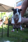 MINI Bullterrier