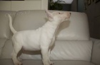 MINI Bullterrier