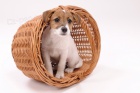 Jack Russell terir