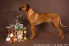 Rhodsk ridgeback - tata s PP k pedrezervaci