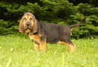 Bloodhound tn tata prodej