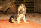 Bloodhound tn tata prodej