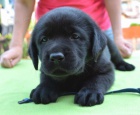 Labrador retriever - ttka