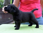 Labrador retriever - ttka