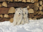 SAMOJED ttka s PP