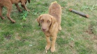 Chesapeake Bay Retriever K ODBRU!