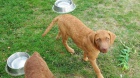 Chesapeake Bay Retriever K ODBRU!