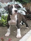 AMSTAFF teniatka s PP