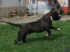 AMSTAFF teniatka s PP