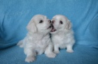 Fenky Coton de Tulear