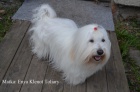 Fenky Coton de Tulear