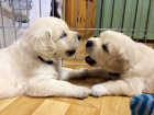 TTKA  ZLAT RETRIEVER s PP 