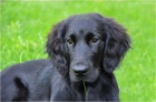 tn Flat Coated Retriever/Retrvr