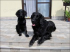 tn Flat Coated Retriever/Retrvr