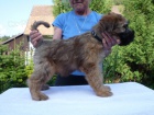 tn Irish Soft Coated Wheaten Terrier