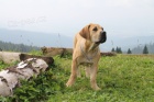 BOERBOEL  S PP- TN, PEJSEK