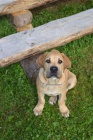 BOERBOEL  S PP- TN, PEJSEK