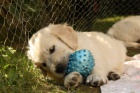 TTKA  ZLAT RETRIEVER s PP - chlapeek