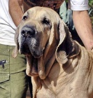 TEAT FILA BRASILEIRO - 100% ISTOKRVN