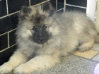 Nmeck pic vl / Keeshond